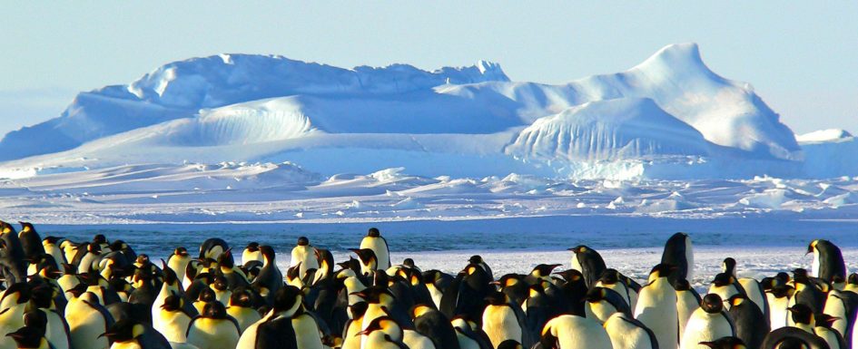 emperor-penguins-429127_1920