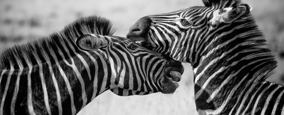 zebra-1169259_1920